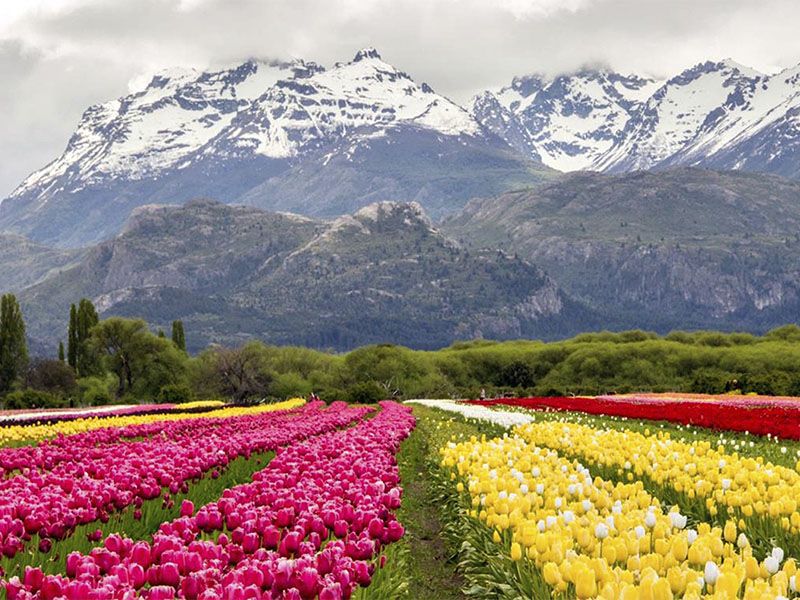 plantación de Tulipanes